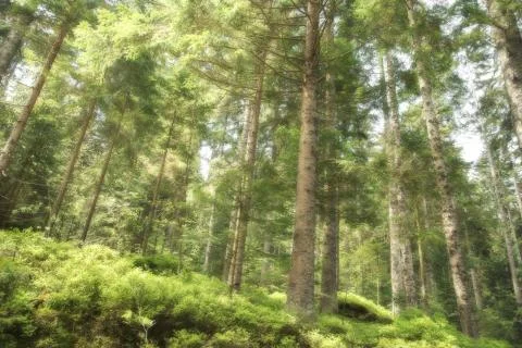 Looking up into the trees 스톡 사진