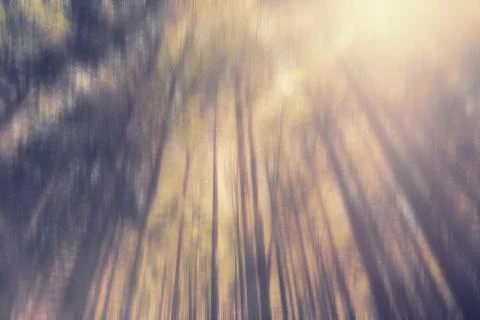 Looking up into the trees Stock-Fotos