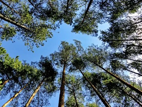 Looking up to trees Stock Photos