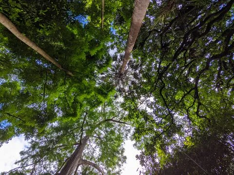 Looking up at the trees Stock Photos