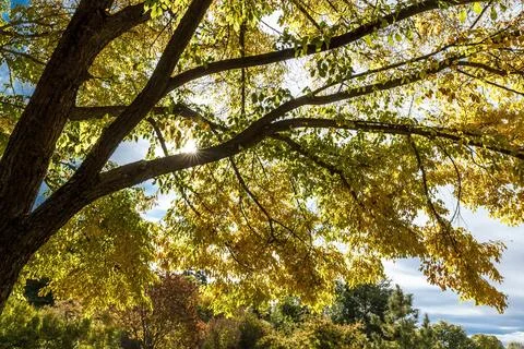 Looking up into the trees. Stock Photos