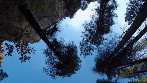 Looking Up At Trees- Sedona West Fork Hiking Trail Stockbeeldmateriaal 312343400