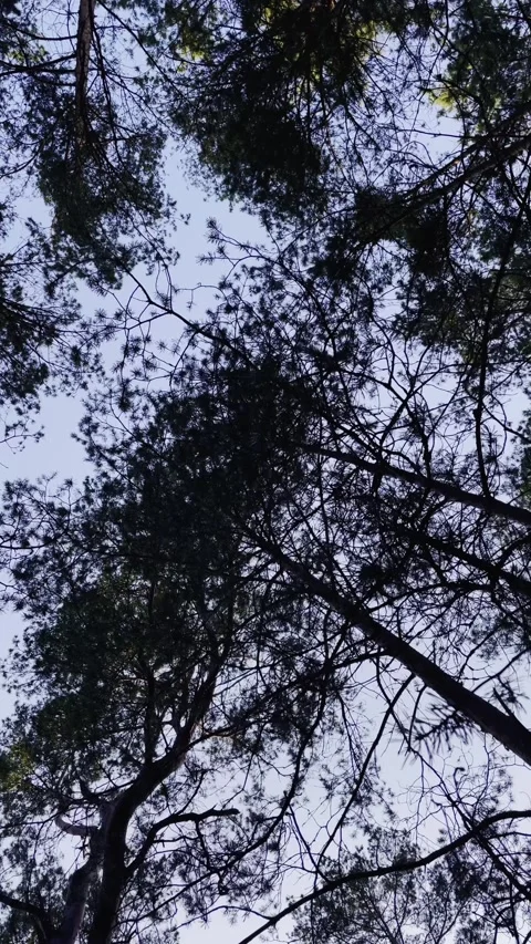 Looking Up at Trees with Sky and Leaves Stock Footage 340163230