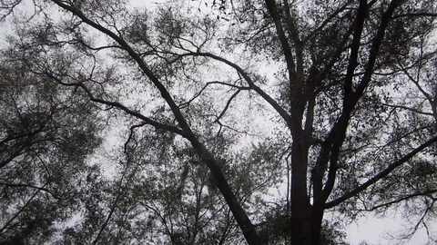 Looking up at the trees slowly Stock Footage 99117289