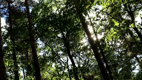 Looking Up At The Trees With The Sunlight Breaking Through The leaves 스톡 동영상 161988332