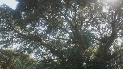 Looking up trees with sunlight casting down Stock Footage 91217212
