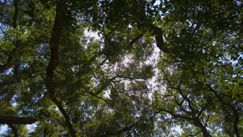 Looking Up At Trees With Sunlight Stock Footage 307446426