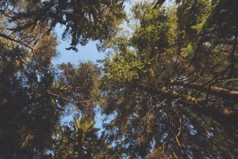 Looking up on trees. Sunny evening light and blue sky, good weather and warm  Stock Photos