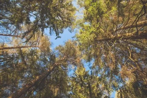 Looking up on trees. Sunny evening light and blue sky, good weather and warm  Stock Photos