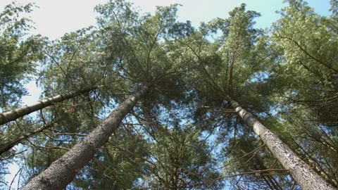 Looking up at trees swaying in the wind. 4k60p Stock Footage 132451951