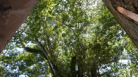 Looking up at Trees from Underneath Structure Stock Photos