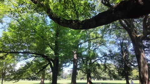 Looking up at trees in urban park on sunny day Stock-Footage 341786972