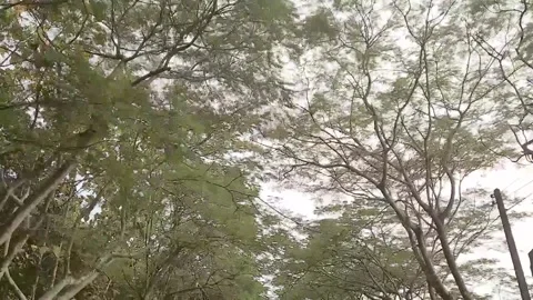 Looking up trees view forward movement Stock Footage 164905992