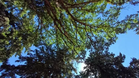 Looking up at trees while the camera pans or tilts. Stock Footage 340449541