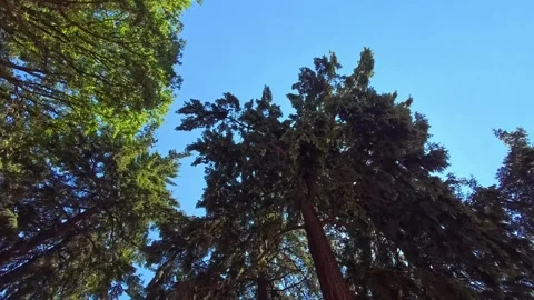 Looking up at trees while the camera pans or tilts. Stock Footage 340449607