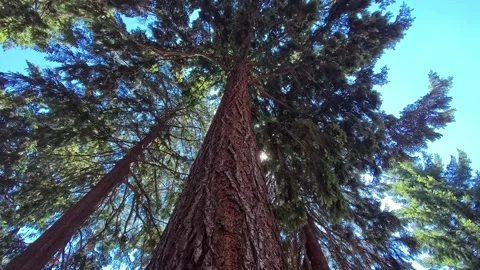 Looking up at trees while the camera pans or tilts. Stock Footage 340449630