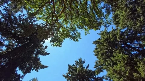 Looking up at trees while the camera pans or tilts. Stock Footage 340449648
