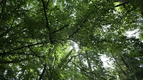 Looking up at trees while the camera pans or tilts. Stock Footage 341903064