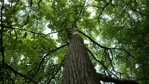 Looking up at trees while the camera pans or tilts. Stock Footage 341903066