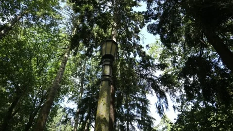 Looking up at trees while the camera pans or tilts. Stock Footage 341903067