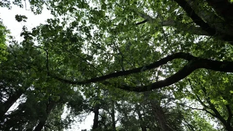 Looking up at trees while the camera pans or tilts. Stock Footage 341903069