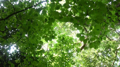 Looking Up at Trees While Walking Through Woodland Vídeo Stock 139295920