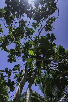 Looking Up To The Treetop Of A Breadfruit Tree Foto stock