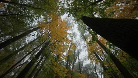 Looking up the treetops in the enchanted autumn forest. Thin haze in the Video stock 166875960
