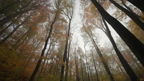 Looking up the treetops in the enchanted autumn forest. Thin haze in the Stock Footage 166876013