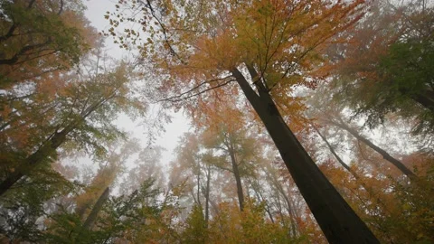Looking up the treetops in the enchanted autumn forest. Leaves slowly Stock Footage 166876066