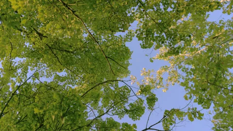Looking Up at Treetops Stock Footage 249784172