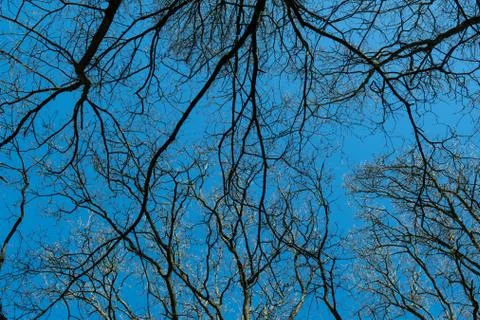Looking up to treetops in the forest in early spring. Blue sky. Stock Photos