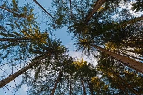 Looking up into the treetops of a spruce trees in forest as sunset time Stock Photos
