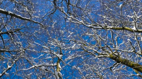 Looking up at treetops in the winter-Dolly shot Stock Footage 60762535