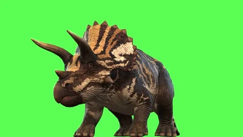 Looking at a Triceraptos on the green screen Stock Footage 167244749