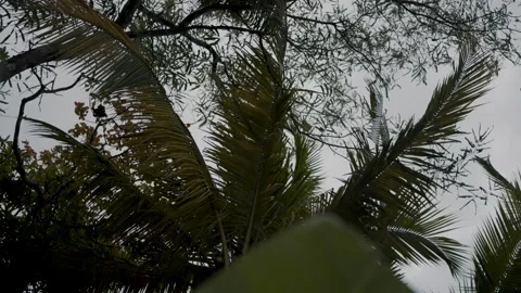 Looking Up at Tropical Jungle Tree Canopy in Peten Guatemala Stock Footage 335937347