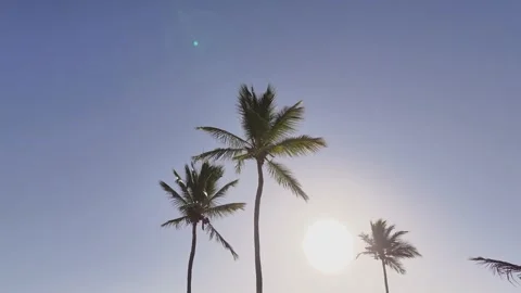 Looking up at tropical palm trees with a clear blue sky and the bright sun in th Stock Footage 300599096