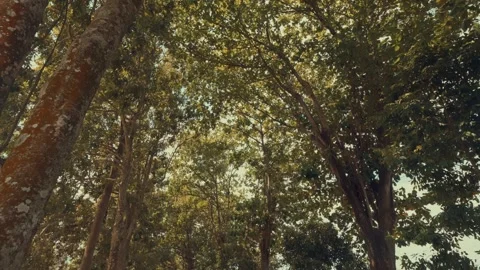 Looking Up at Tropical Teak Forest Canopy with Sunlight Stock Footage 333326003