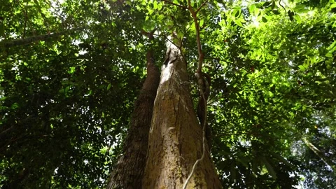 Looking Up at Tropical Tree Canopy – Cinematic Nature View from Below Stock Footage 337555673