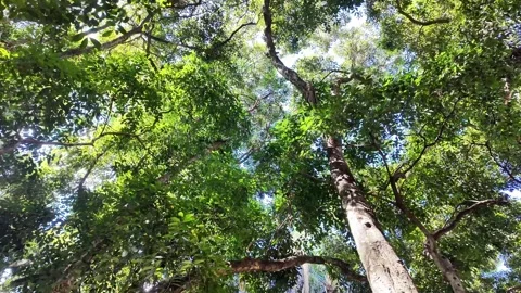 Looking Up at Tropical Tree Canopy in São Paulo Forest, 4K Video Vidéo 334664036