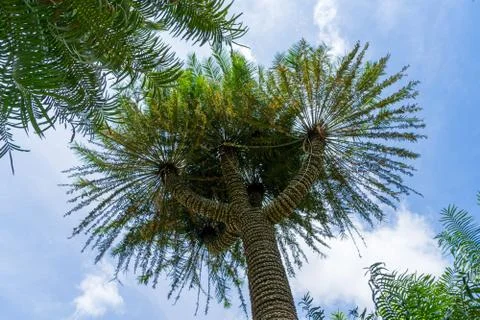 Looking up at tropical trees against blue sky, view from below. botanical gar Stock Photos