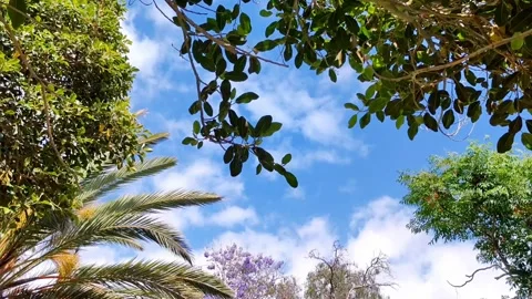 Looking Up at Tropical Trees and Blue Sky with Clouds - 4K Video stock 334628381