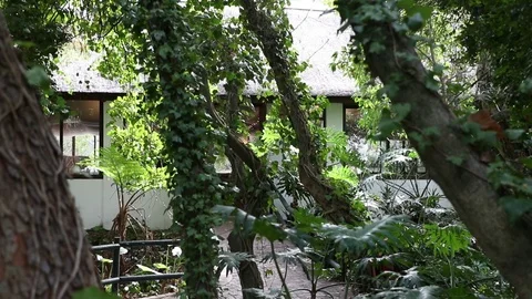 Looking Trough The Trees Stock-Footage 118813737