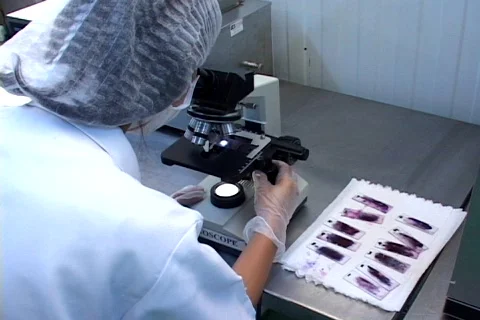 Looking trought the Microscope  Stock Footage 146764