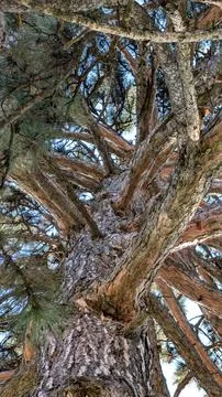 Looking Up The Trunk Of Ancient Pine Tree Under Sunlight Stock Photos