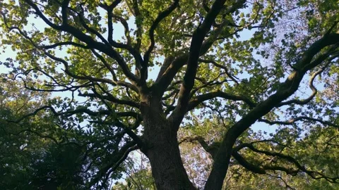 Looking At The Trunk And Branches Of Ancient Tropical Tree Stock Footage 255387437