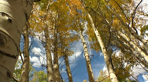 Looking up at trunk of Aspen tree during autumn. Stock Footage 47218273