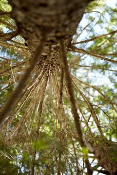 Looking up the trunk of a conifer into the canopy Foto stock