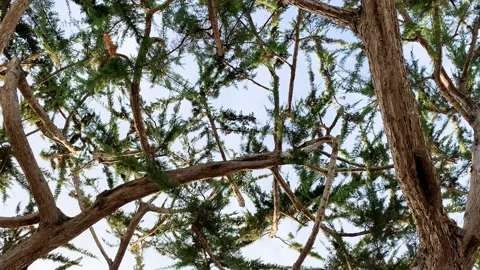 Looking up the trunk of an Cypress Tree, Sun Beams Through the Branches Stock Footage 134431824
