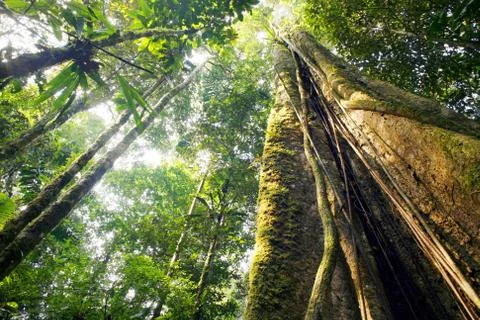 Looking up the trunk of a giant rainforest tree to the canopy, ecuador Stock Photos